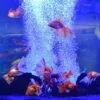 buy freshwater fish online