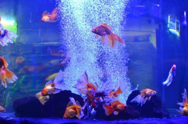 buy freshwater fish online