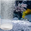 buy freshwater fish online